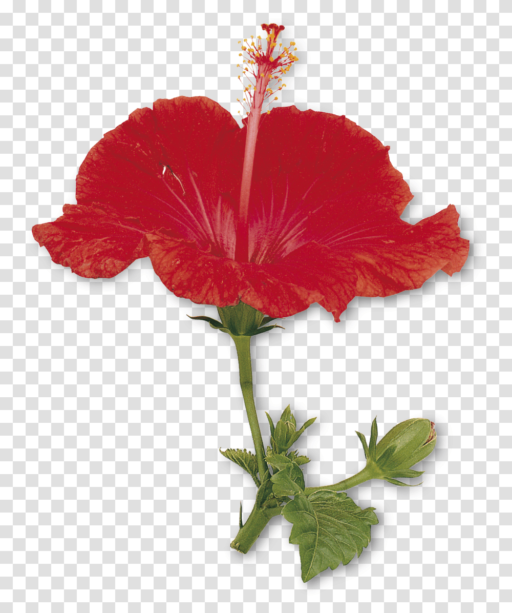 Petal Drawing Hibiscus Petals And Sepals Of China Rose, Plant, Flower, Blossom, Fungus Transparent Png