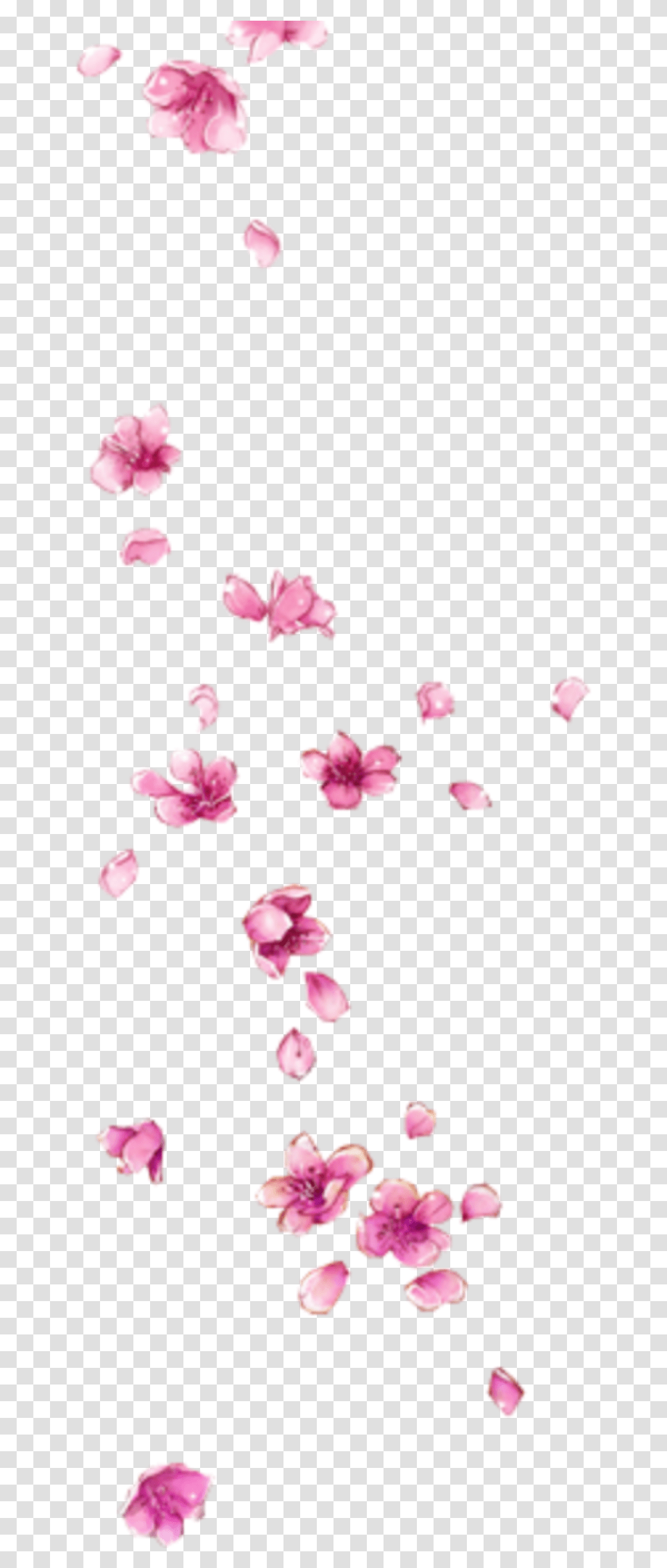 Petal, Flower, Plant, Blossom, Cherry Blossom Transparent Png