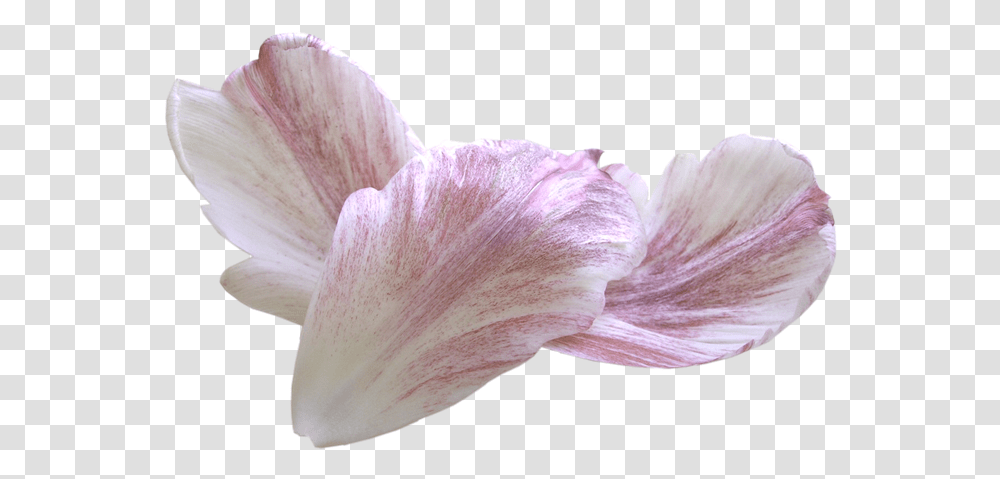Petal, Flower, Plant, Fungus, Geranium Transparent Png