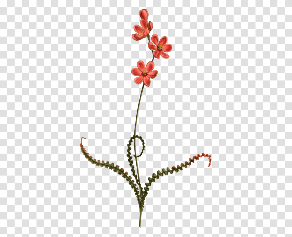 Petal Flowering Plant Babiana Plants, Blossom, Amaryllis, Orchid, Leaf Transparent Png