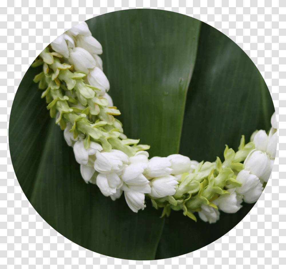 Petal, Plant, Flower, Blossom, Araceae Transparent Png
