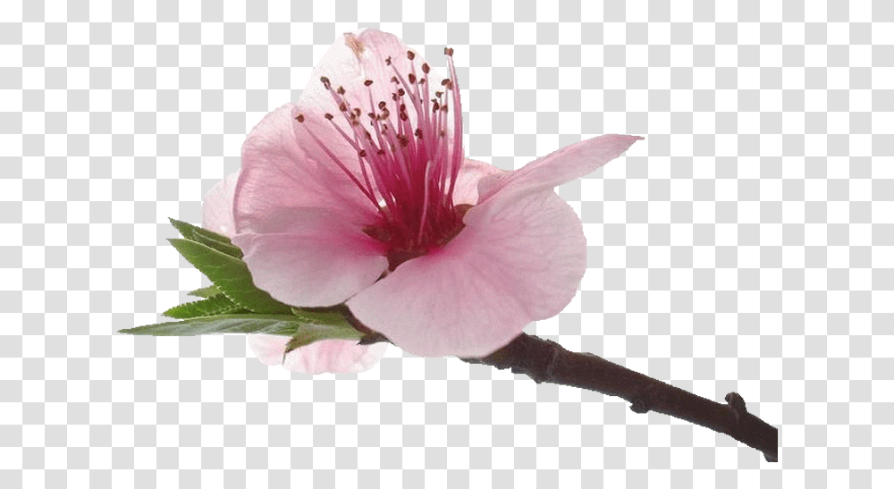 Petal, Plant, Flower, Blossom, Hibiscus Transparent Png