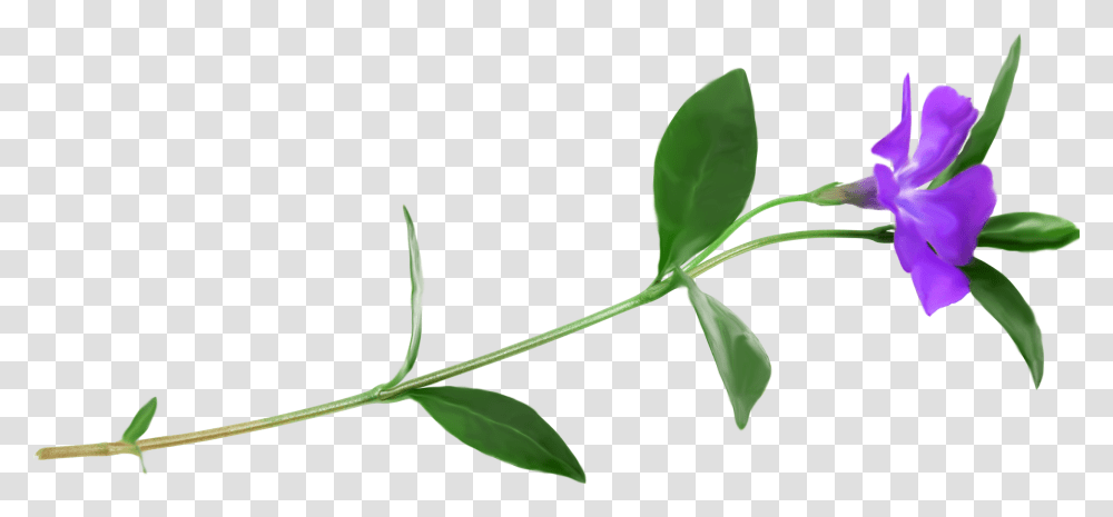 Petal Plant Stem Flower Clip Art Periwinkle, Leaf, Green Transparent Png