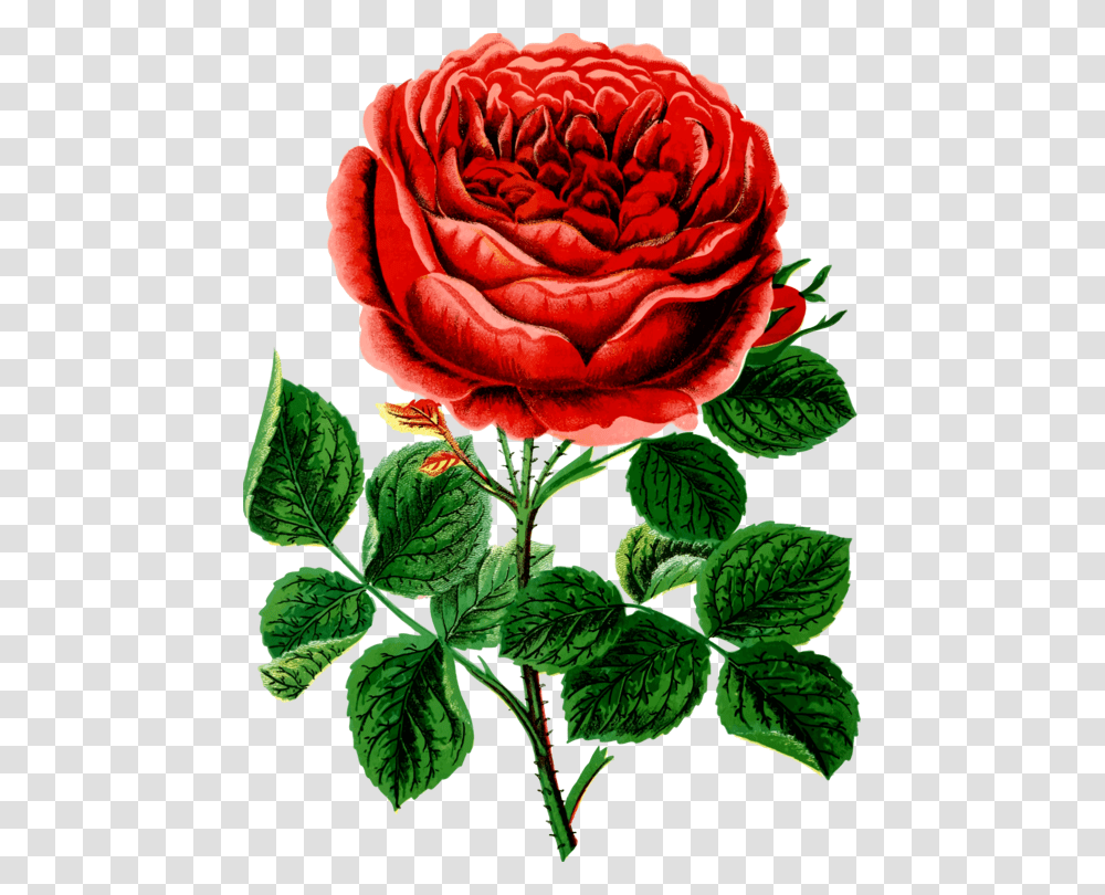 Petalchrysanthsplant Rose, Flower, Blossom, Potted Plant, Vase Transparent Png