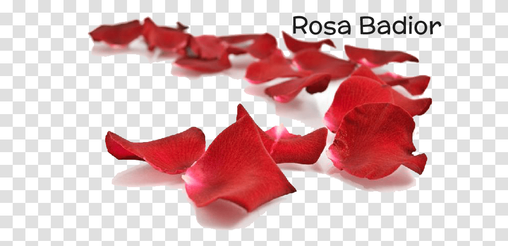 Petalos De Rosa Petal, Flower, Plant, Blossom Transparent Png