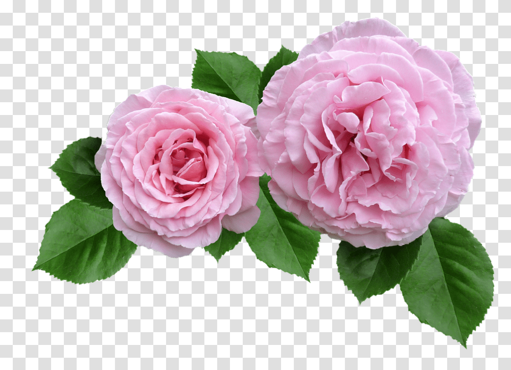 Petalos De Rosa Rose Cut Out, Plant, Flower, Blossom, Peony Transparent Png