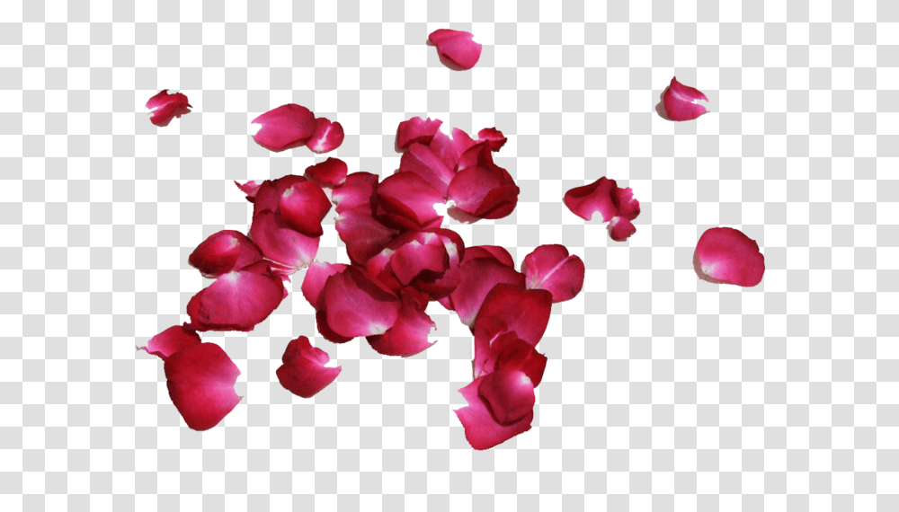 Petalos De Rosas, Flower, Plant, Blossom, Geranium Transparent Png