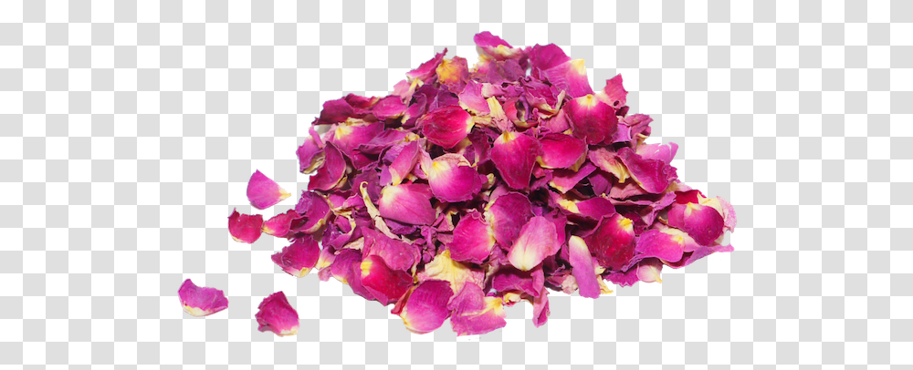 Petalos De Rosas Pink Dry Rose, Flower, Plant, Blossom, Geranium Transparent Png
