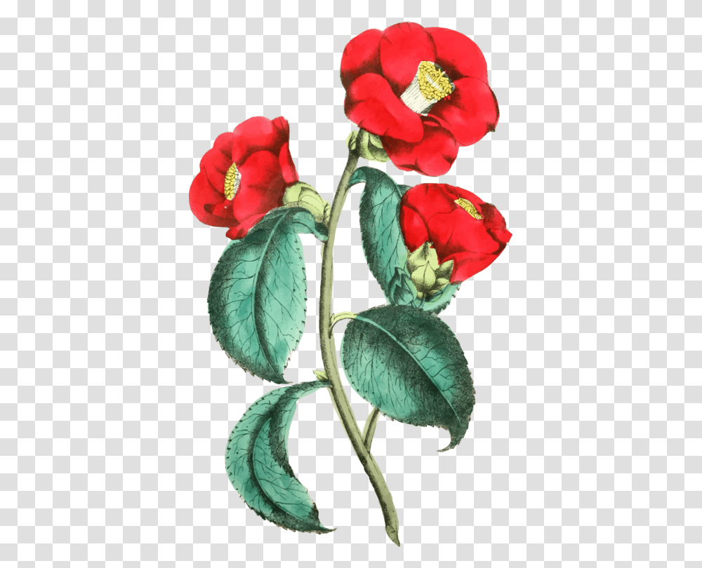 Petalplantflower Illustration, Blossom, Geranium, Leaf, Acanthaceae Transparent Png