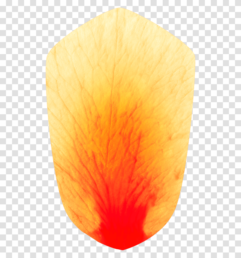 Petals Tree, Flower, Plant, Blossom, Rug Transparent Png