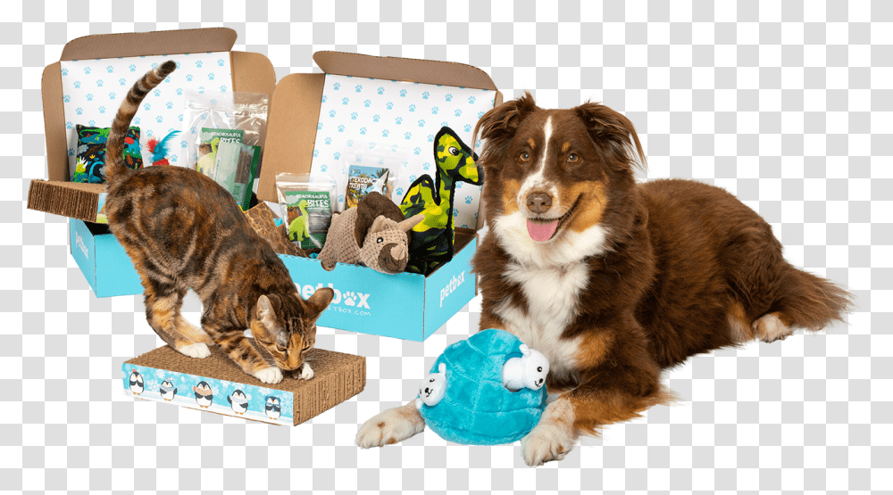 Petbox, Dog, Canine, Animal, Mammal Transparent Png