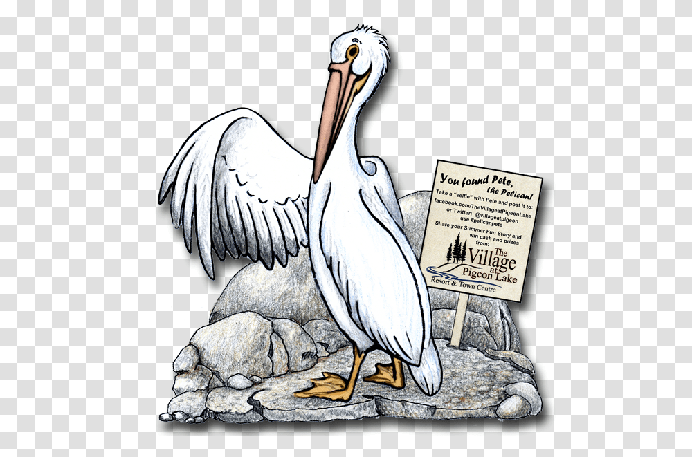 Pete The Pelican White Pelican, Bird, Animal, Stork Transparent Png