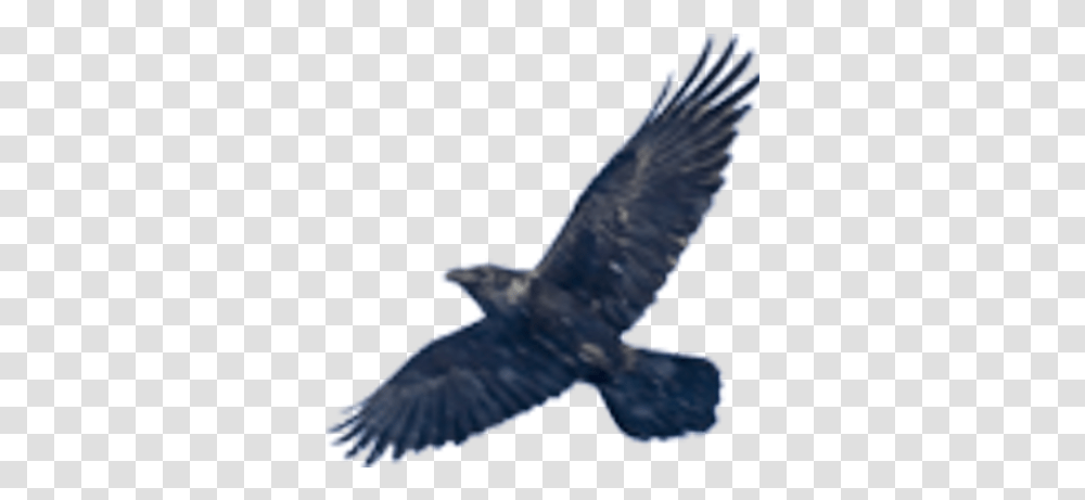 Peter Neville Popspad Twitter Spread Black Bird Wings, Flying, Animal, Kite Bird, Eagle Transparent Png