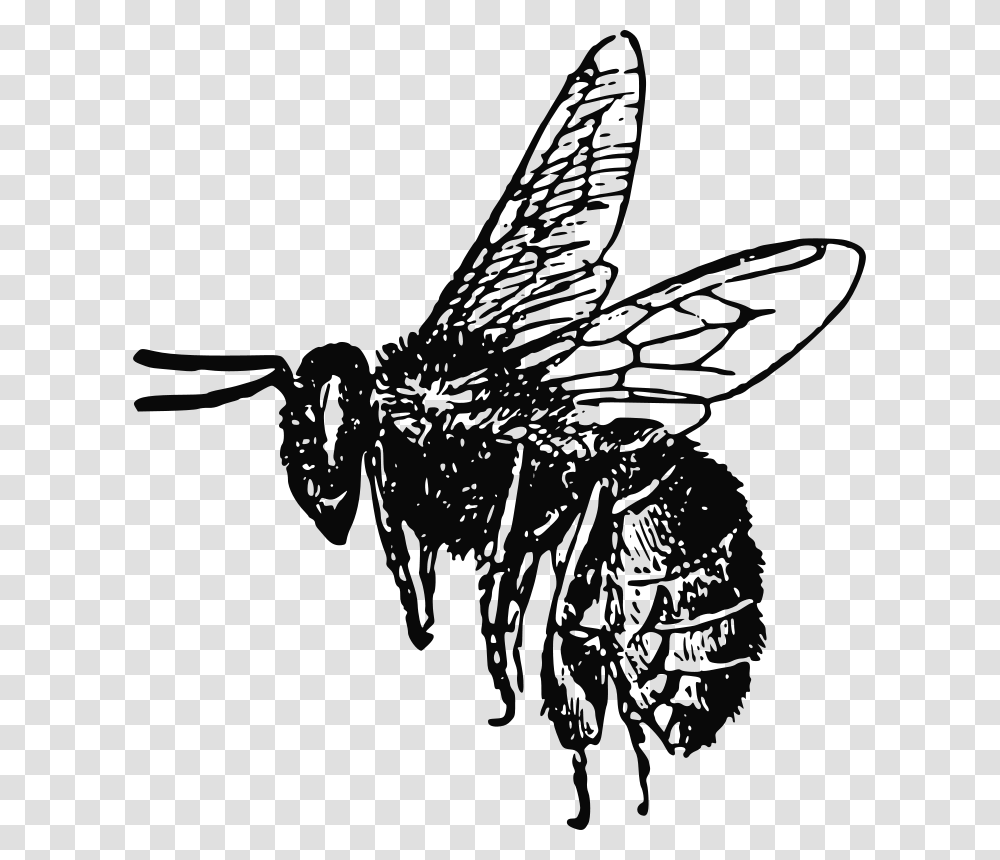 PeterM Bee, Animals, Insect, Invertebrate, Wasp Transparent Png