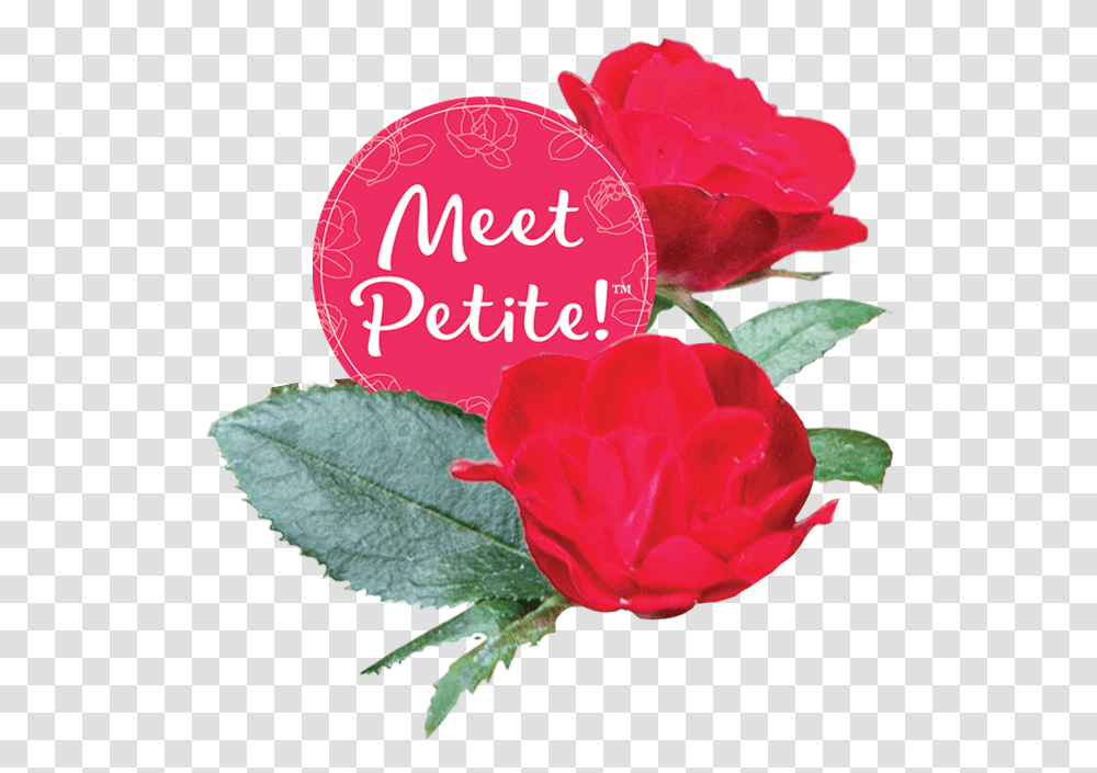 Petiteko Bloom2 Circle Garden Roses, Plant, Flower, Blossom, Petal Transparent Png