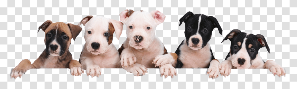 Petland Naperville Puppy Package Value Puppies, Canine, Mammal, Animal, Dog Transparent Png