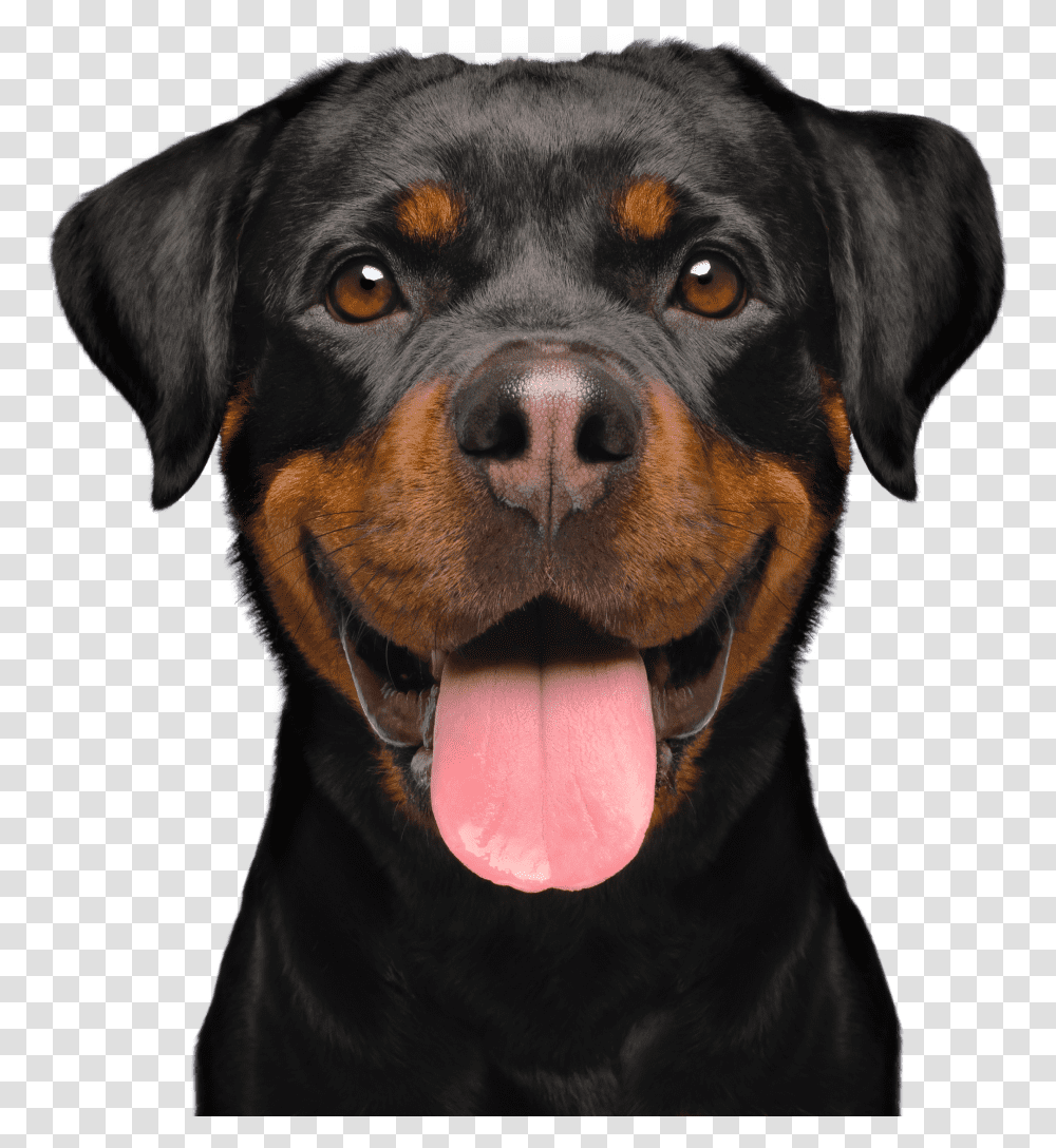 Petplan Pet Insurance Pet Plan, Dog, Canine, Animal, Mammal Transparent Png