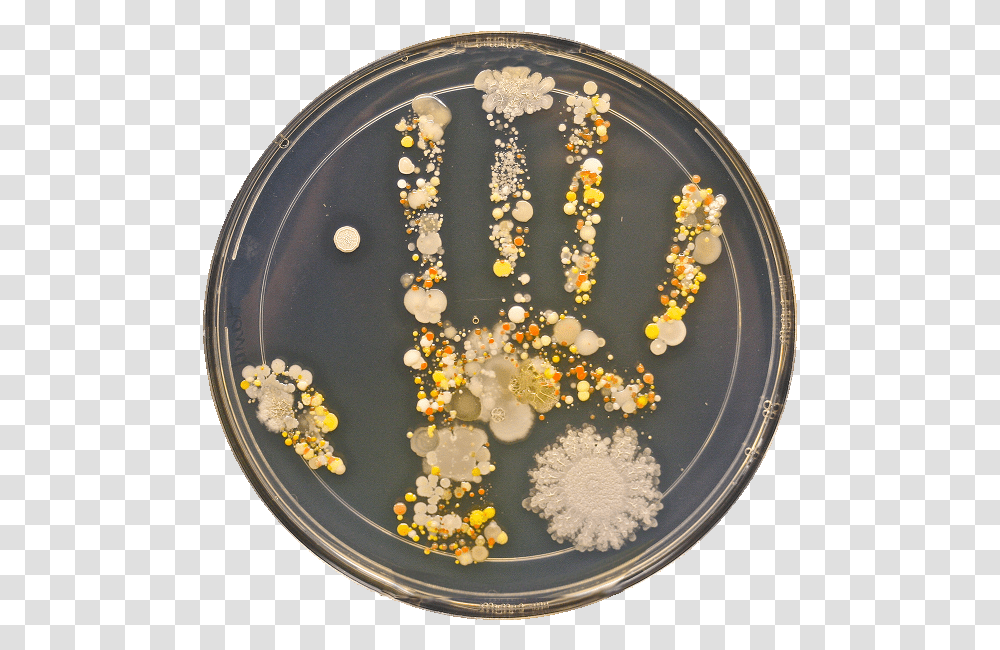 Petri Hand, Plant, Food, Bean, Vegetable Transparent Png