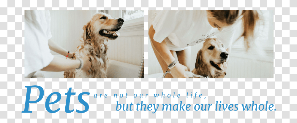 Pets Are Not Our Whole Life But They Make Our Lives, Dog, Canine, Animal, Mammal Transparent Png
