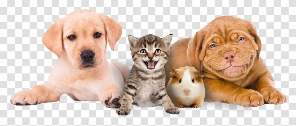 Pets Doctor, Animal, Puppy, Dog, Canine Transparent Png