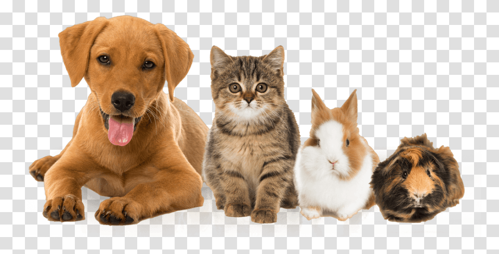 Pets Dog And Cat And Rabbit Cat Dog Guinea Pig, Animal, Mammal, Canine, Kitten Transparent Png