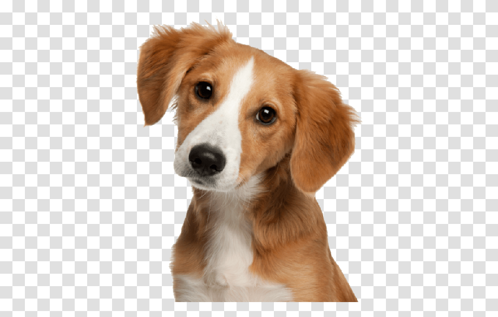 Pets Dog, Canine, Animal, Mammal, Puppy Transparent Png