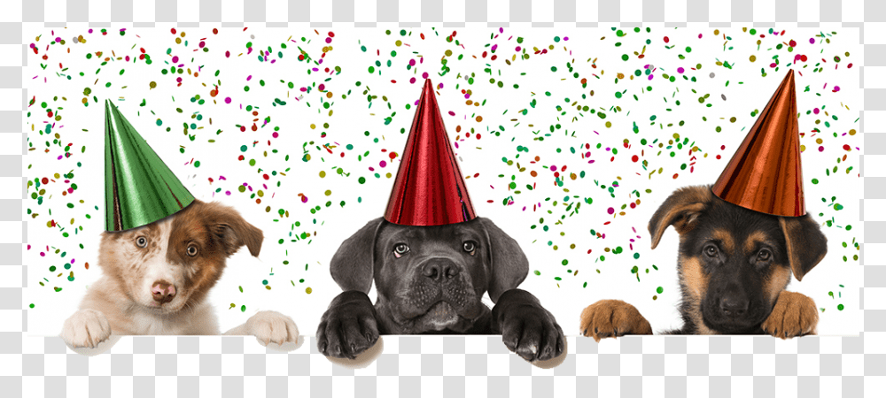 Pets Happy New Year 2019 Puppy, Apparel, Party Hat, Dog Transparent Png