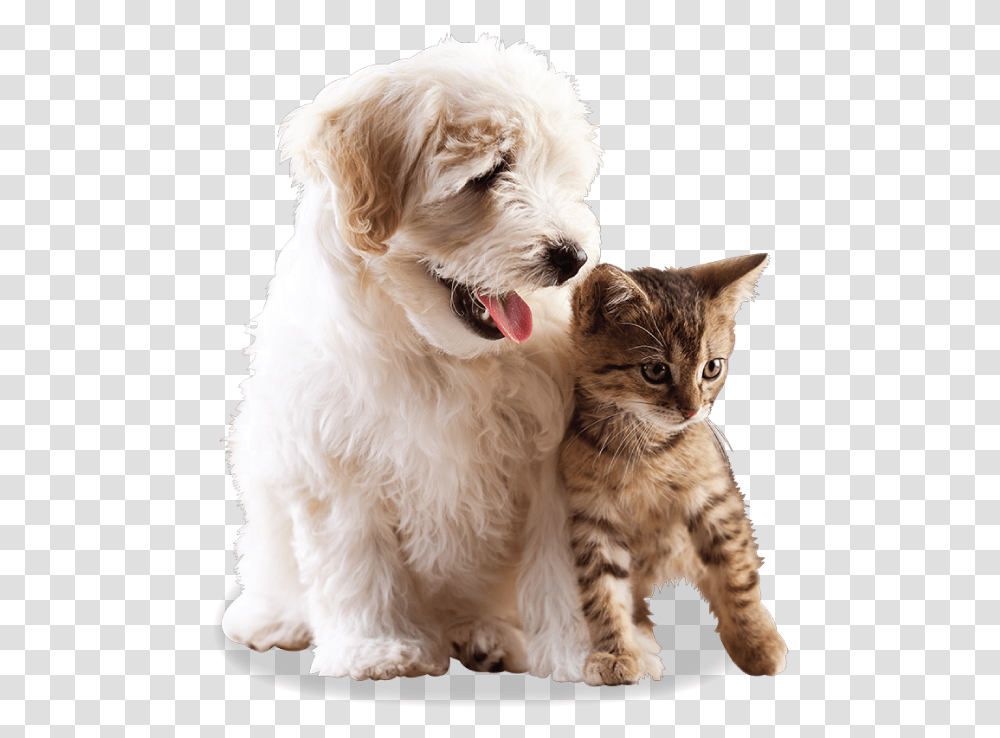Pets Lover, Dog, Canine, Animal, Mammal Transparent Png