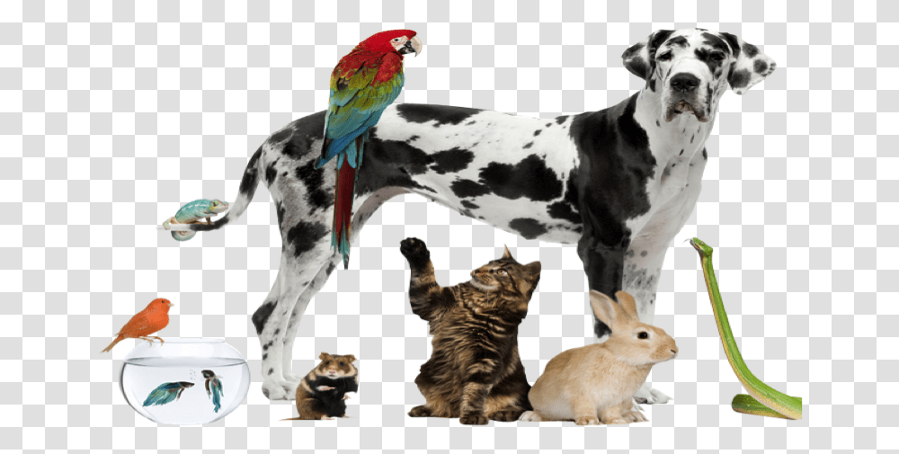 Pets Nice Pets, Animal, Cat, Mammal, Dog Transparent Png