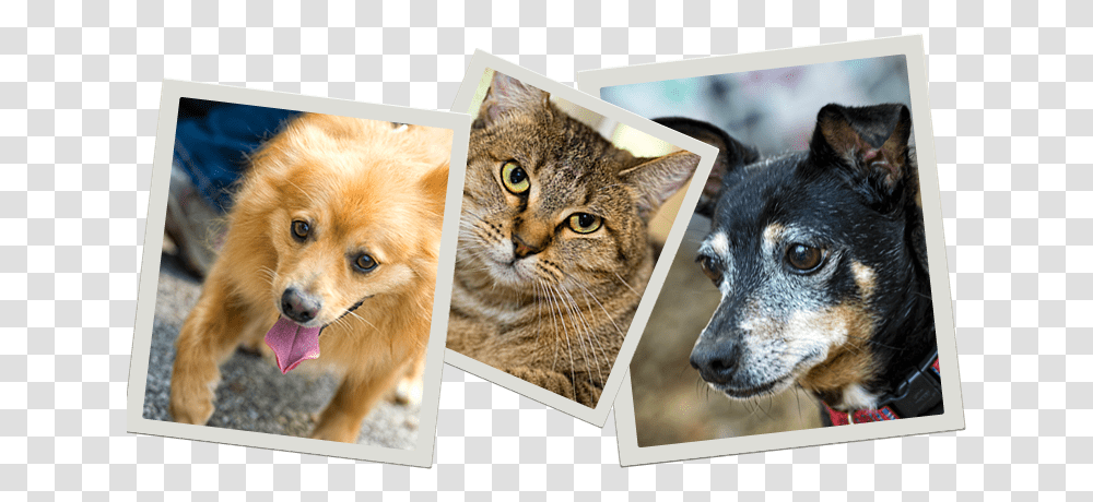 Pets Who Need A Home Australian Stumpy Tail Cattle Dog, Canine, Animal, Mammal, Advertisement Transparent Png