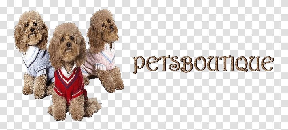 Petsboutique Online Logo Labradoodle, Animal, Canine, Mammal, Dog Transparent Png