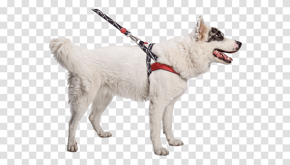 Pettorina Happy Dog, Canine, Animal, Mammal, Harness Transparent Png