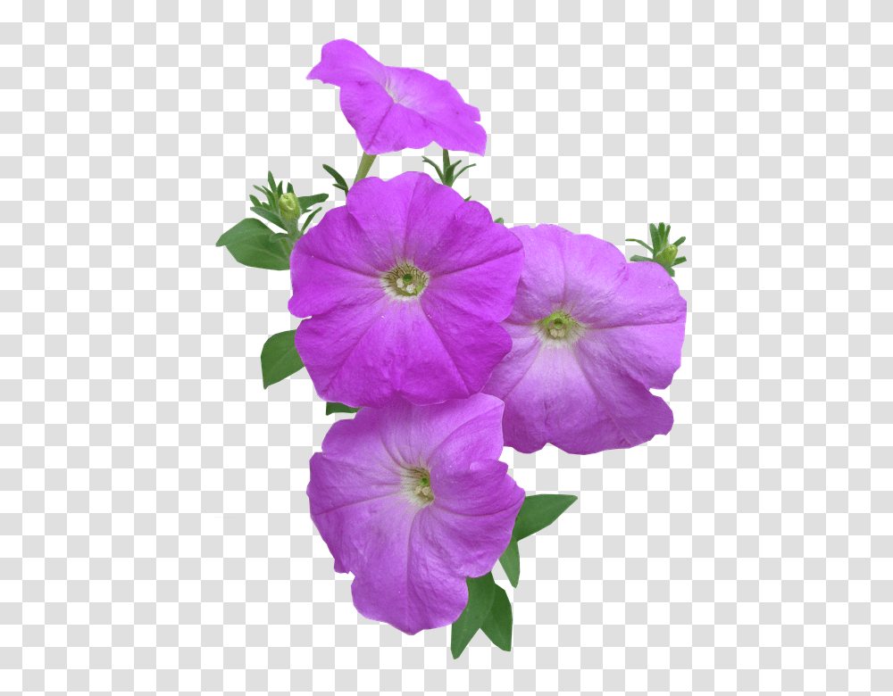 Petunia 960, Flower, Geranium, Plant, Blossom Transparent Png