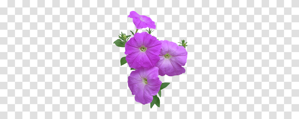 Petunia Nature, Geranium, Flower, Plant Transparent Png