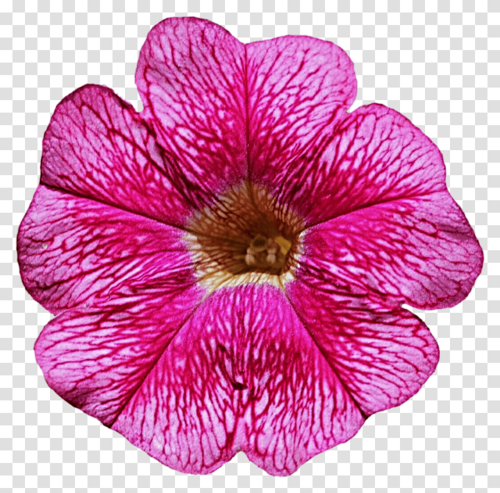 Petunia Clipart, Geranium, Flower, Plant, Blossom Transparent Png
