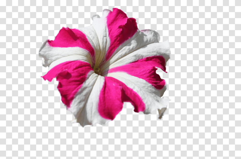 Petunia Flower, Plant, Geranium, Blossom, Hibiscus Transparent Png