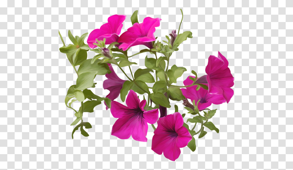 Petunia, Geranium, Flower, Plant, Blossom Transparent Png