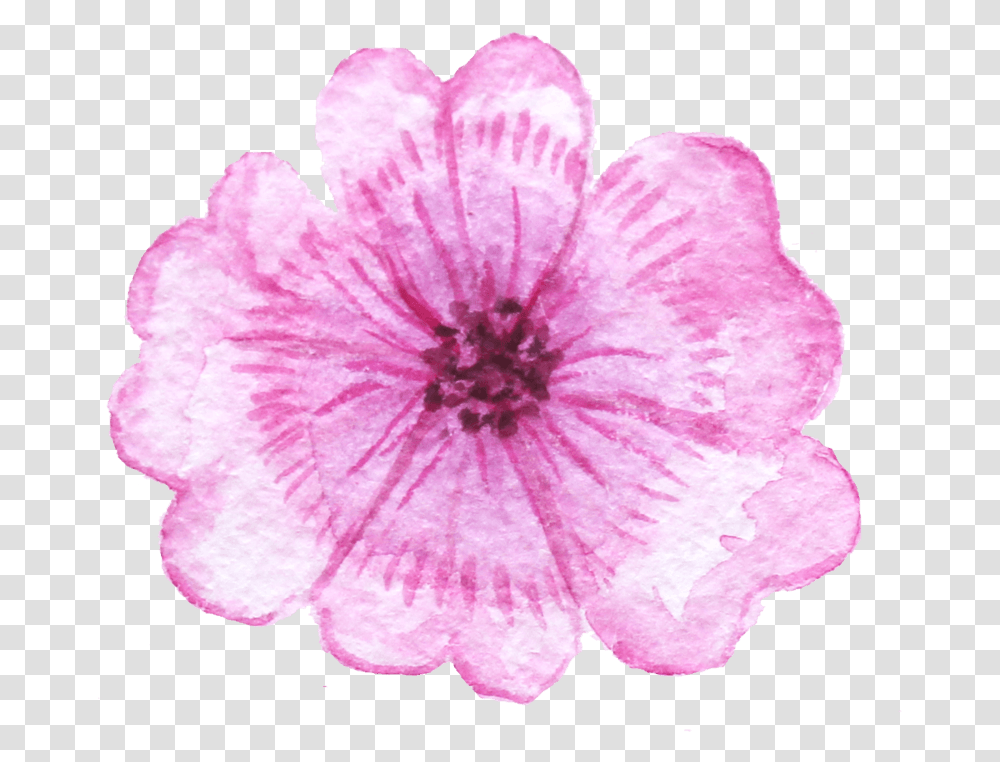 Petunia, Geranium, Flower, Plant, Blossom Transparent Png