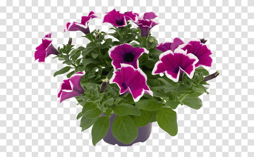 Petunia Picture Petunia, Plant, Geranium, Flower, Blossom Transparent Png