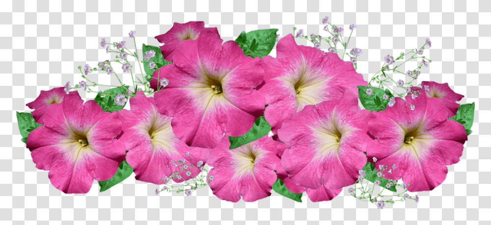 Petunia Pink Flower Arrangement Petunia Background, Geranium, Plant, Blossom, Petal Transparent Png