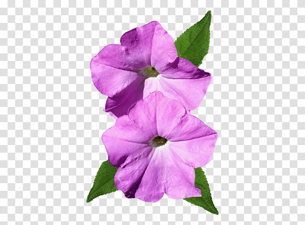 Petunia Pink Flower Cut Free Photo On Pixabay Petunia, Geranium, Plant, Blossom, Purple Transparent Png