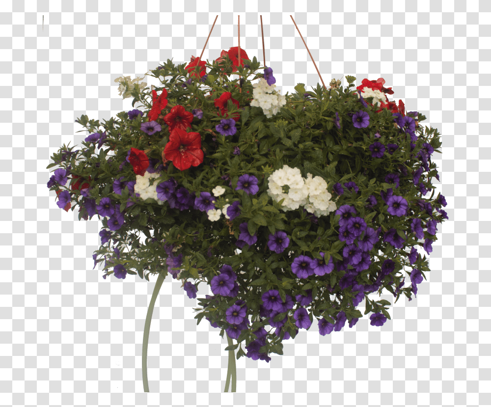 Petunia, Plant, Flower, Blossom, Geranium Transparent Png