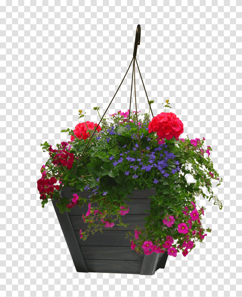 Petunia, Plant, Flower, Potted Plant, Vase Transparent Png