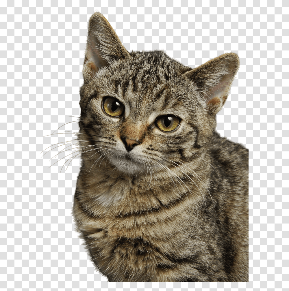 Pexels Cat, Pet, Mammal, Animal, Manx Transparent Png