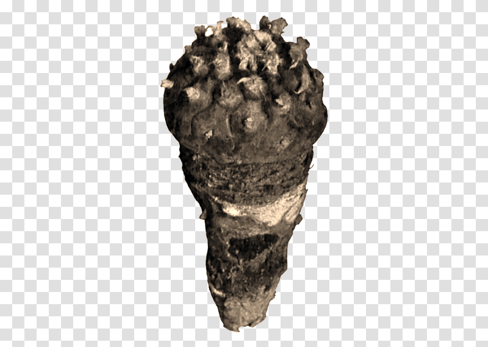Peyote Cactus, Fossil, Archaeology, Soil, Fungus Transparent Png