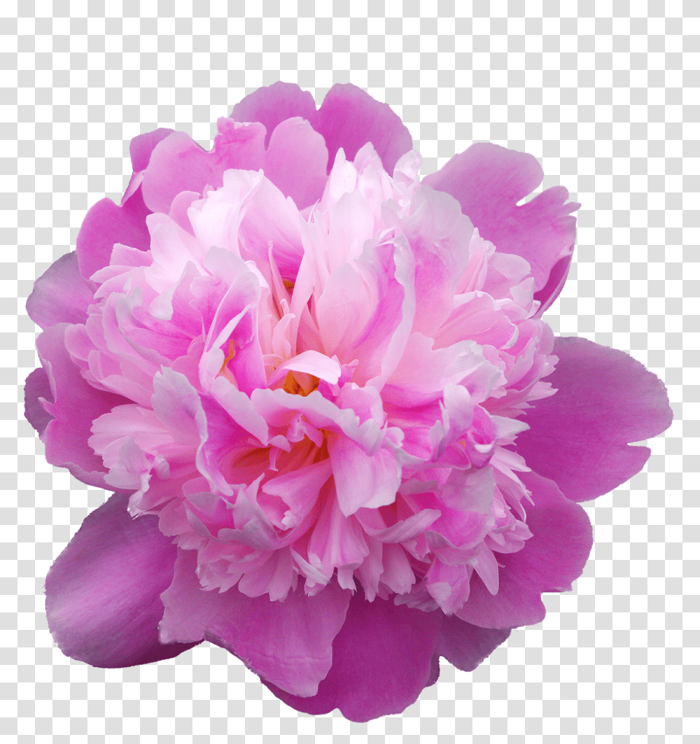 Pfingstrosen, Plant, Peony, Flower, Blossom Transparent Png