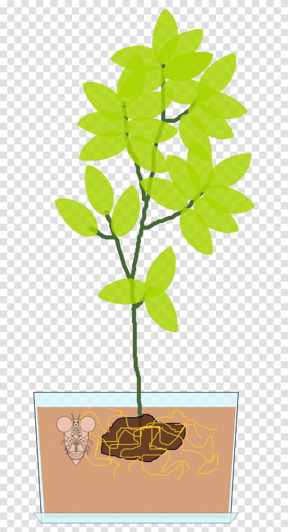Pflanze Biologie Clipart, Leaf, Plant, Green, Flower Transparent Png