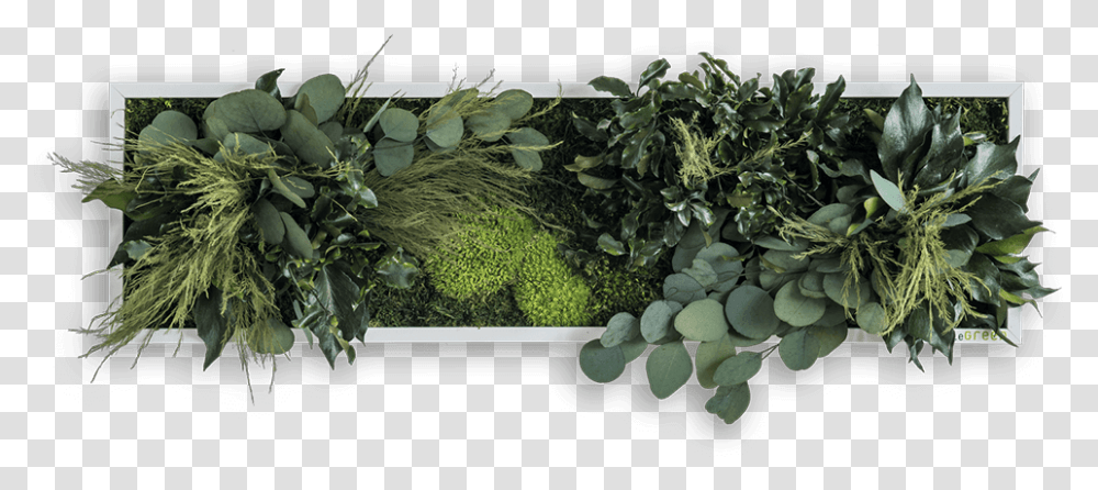 Pflanzenbild, Moss, Plant, Leaf, Vegetation Transparent Png