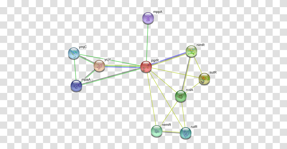 Pgrr Protein Circle, Network, Diagram, Bow, Building Transparent Png