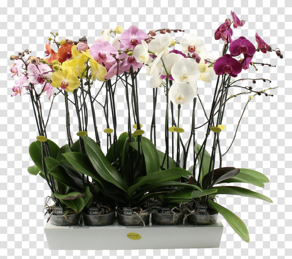 Phalaenopsis 3 Branch Mixed Moth Orchids, Plant, Flower, Blossom, Flower Arrangement Transparent Png